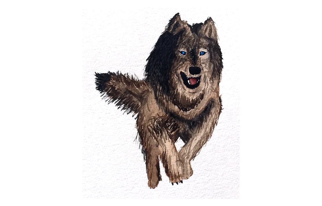 Wolf Watercolor Illustration
