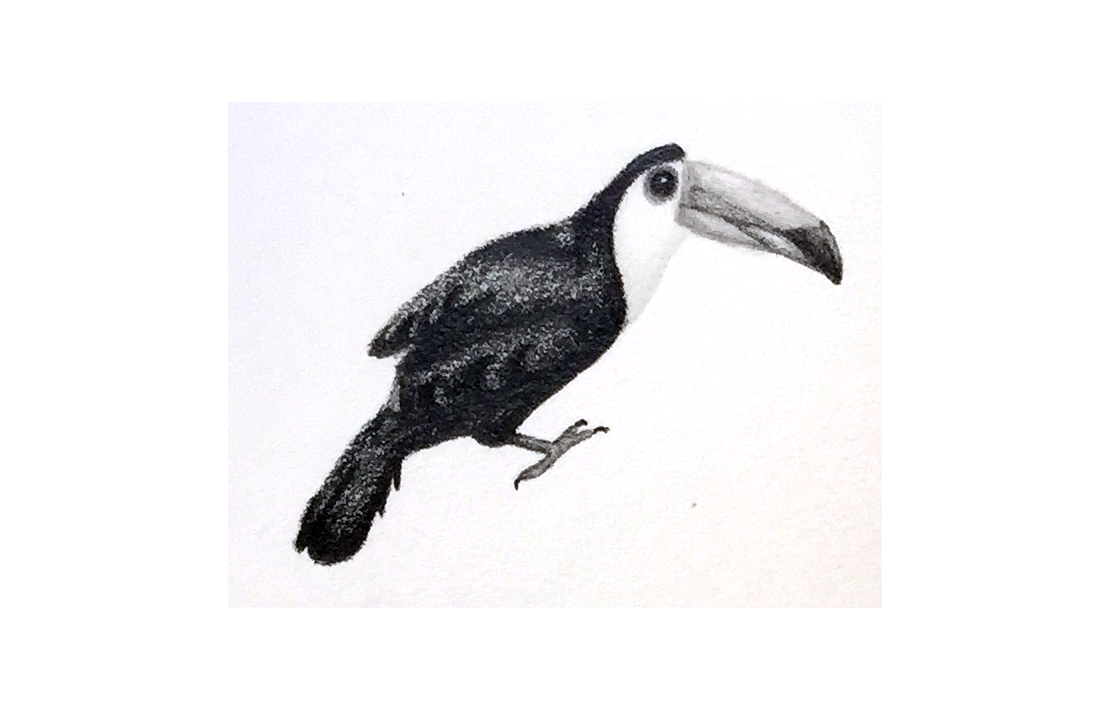 Toucan Pencil Illustration